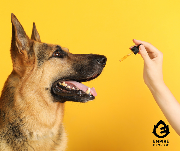 CBD for Pets: Frequently Asked Questions